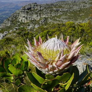 Protea cynaroides